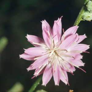 Stephanomeria cichoriacea