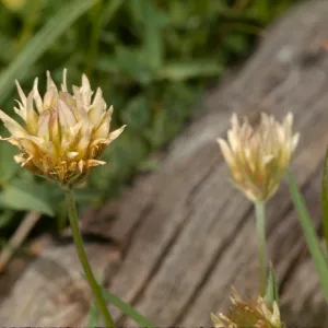 Trifolium longipes
