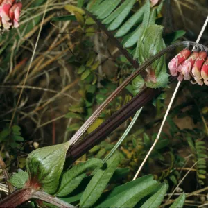 Vicia gigantea