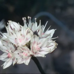 Allium haematochiton