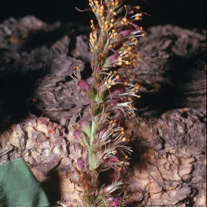 Amorpha californica