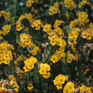 Amsinckia douglasiana