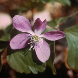 Anemone quinquefolia var. minor