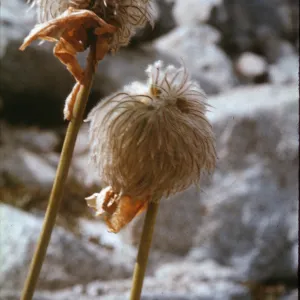 Anemone occidentalis