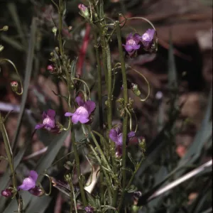 Antirrhinum kelloggii
