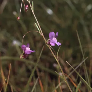 Antirrhinum kelloggii