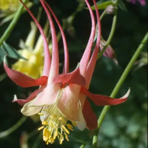 Aquilegia