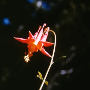 Aquilegia formosa var. truncata