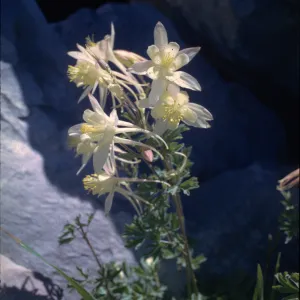 Aquilegia pubescens