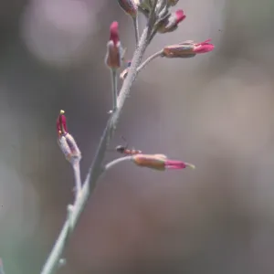 Arabis sparsiflora var. arcuata