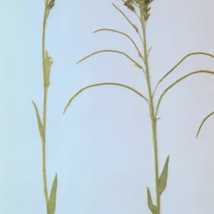 Arabis sparsiflora var. arcuata