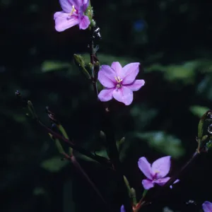 Aristea cyanea an escape