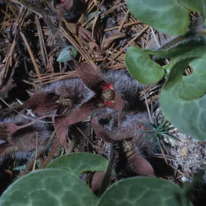 Asarum hartwegii