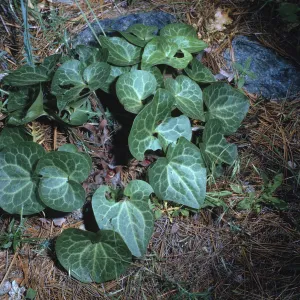Asarum hartwegii