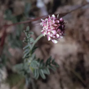 Astragalus didymocarpus
