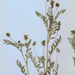 Astragalus gambelianus