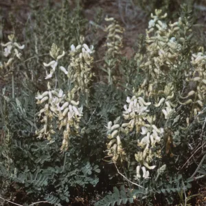 Astragalus gibbsii