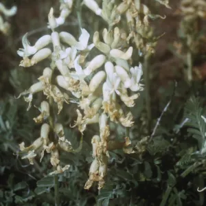 Astragalus gibbsii