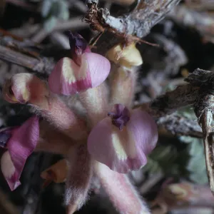 Astragalus purshii var. longilobus