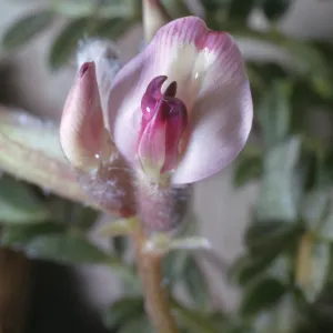 Astragalus purshii var. longilobus