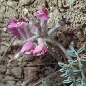 Astragalus purshii var. longilobus