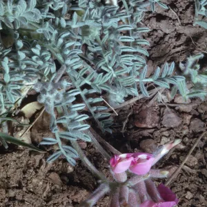Astragalus purshii var. longilobus