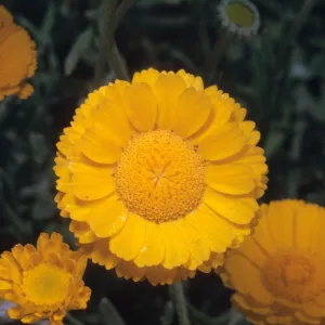 Baileya multiradiata