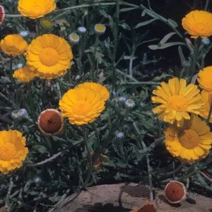 Baileya multiradiata