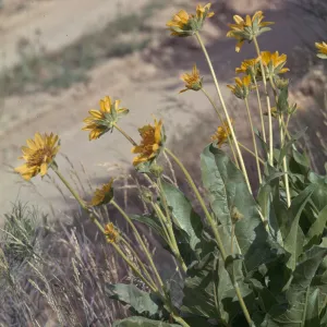 Balsamorhiza deltoidea