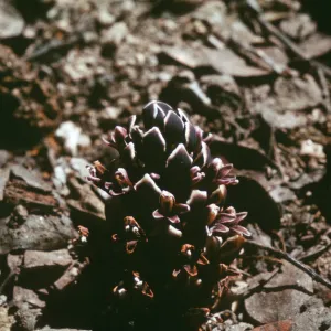 Boschniakia strobilacea