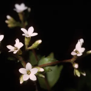 Boykinia elata