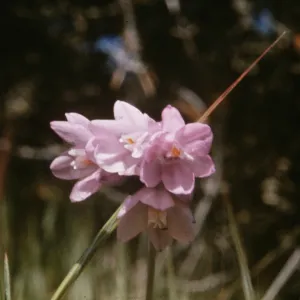 Brodiaea