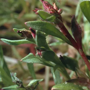 Calandrinia ciliata var. menziesii