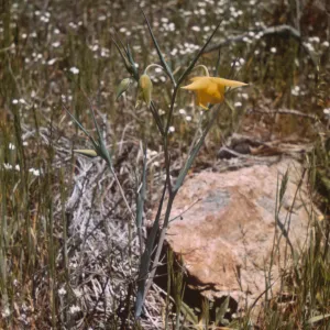 Calochortus amabilis