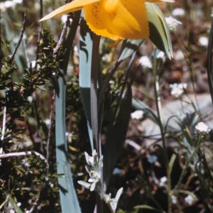 Calochortus amabilis