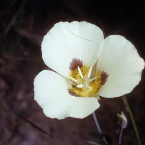 Calochortus leichtlinii
