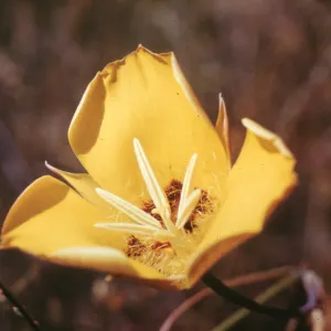 Calochortus flower