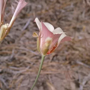 Calochortus venustus