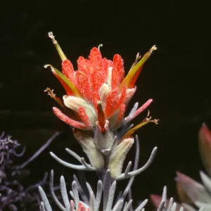 Castilleja hololeuca