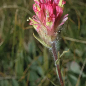 Castilleja nana