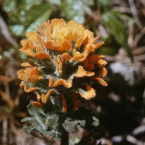 Castilleja wightii