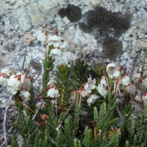Cassiope mertensiana