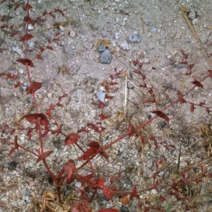 Chorizanthe perfoliata