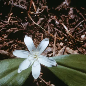 Clintonia uniflora