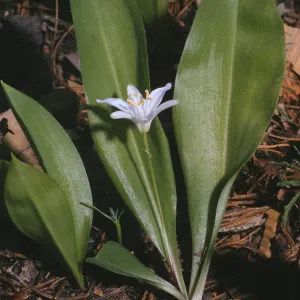 Clintonia uniflora