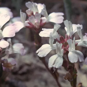 Collinsia bartsiifolia var. davidsonii