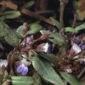 Collinsia torreyi var. wrightii