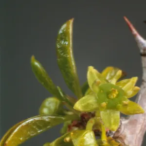Condalia parryi