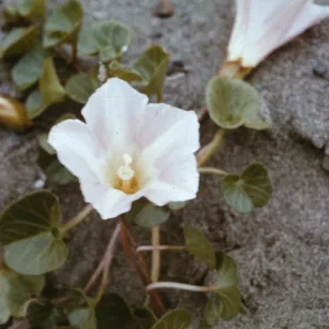 Convolvulus soldanella