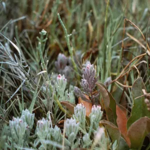 Cordylanthus maritimus